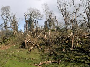 Supporting image for story: Ewe and lambs lifted into the air as tornado batters Mid Wales farm