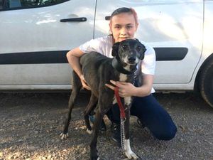 Supporting image for story: Dog found in Leominster three years and 100 miles later