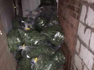 Supporting image for story: Cannabis worth £58,000 seized in Halesowen flat raid