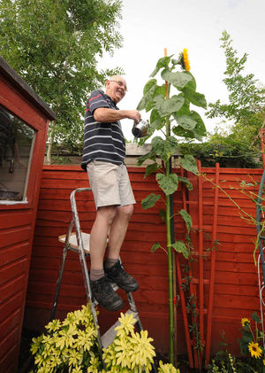 An upright view of the mammoth flower