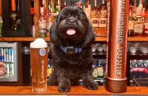 Dan said the adorable little dog was only allowed on the bar for these photographs.