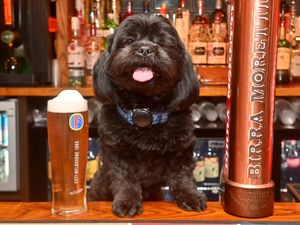 Supporting image for story: Watch: Wolverhampton pub adopts dog after it raced into pub following fatal car accident