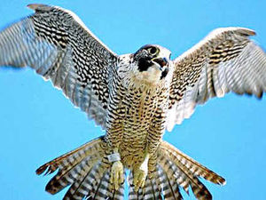 Supporting image for story: Rare Peregrine falcons lost to Telford yob attacks