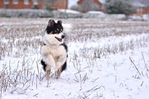 Rosie the collie, enjoying the snow in Wrockwardine, near Wellington