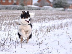 Supporting image for story: Dog owners advised to keep pets on a lead after crews rescue dog from Staffordshire lake