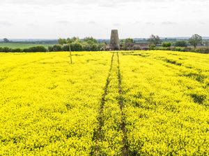 Supporting image for story: Rapeseed discovery ‘could help solve global protein demand’