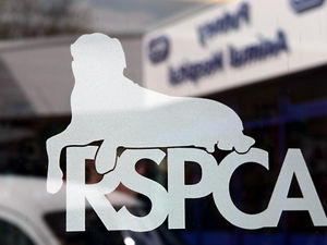 Supporting image for story: RSPCA fears animal cruelty will spike again during second lockdown