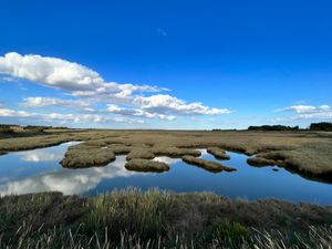 Supporting image for story: Coastal saltmarsh plays role in carbon storage, flood prevention and wildlife