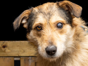 Supporting image for story: Fur-ever home sought for partially sighted pup who lasted just days with previous owner