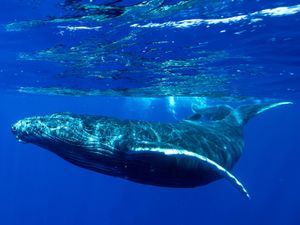 Underwater shot of a humpback whale