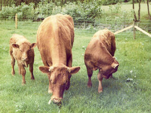 Supporting image for story: Getting the rejects to suckle and survive is great