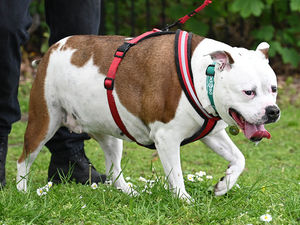 Supporting image for story: Black Country bulldog cuts out McFlurries to slim down in competition