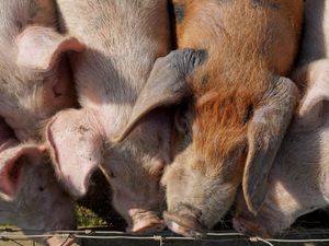 Supporting image for story: Report reveals ‘true scale’ of environmental impact of pig and poultry farming