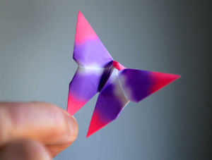 A beautiful butterfly