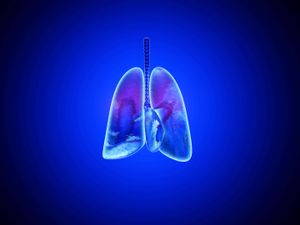 A graphic of human lungs