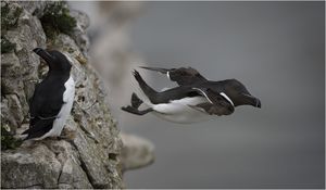 Razorbills by Howard Broadbent