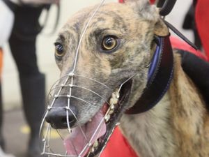 Supporting image for story: Three in a row for 12-1 Got Me Eyesss at Monmore