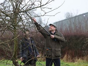 Supporting image for story: Prince of Wales branches out into tree-pruning on visit to family farm