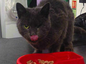 Supporting image for story: One-eyed cat's 15-mile joy ride to Shropshire under car bonnet