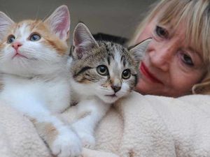 Supporting image for story: Could you give a home to kittens found astray on Sedgley Beacon?