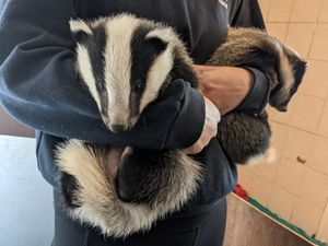 Badgers grow up fast with a little help