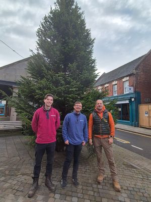 The town's Christmas tree has been sponsored by Hales Sawmills. Pictured is Ben Mackeen and Joe Browne with Adrian Bloor from AJB Contracting Ltd