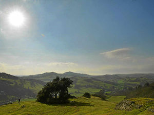 Supporting image for story: Llanfyllin's Lonely Tree may grow again