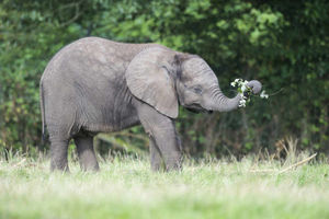 Supporting image for story: PICTURES: Mum's the word if you're heading to West Midland Safari Park