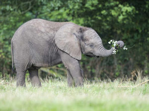 Supporting image for story: PICTURES: Mum's the word if you're heading to West Midland Safari Park