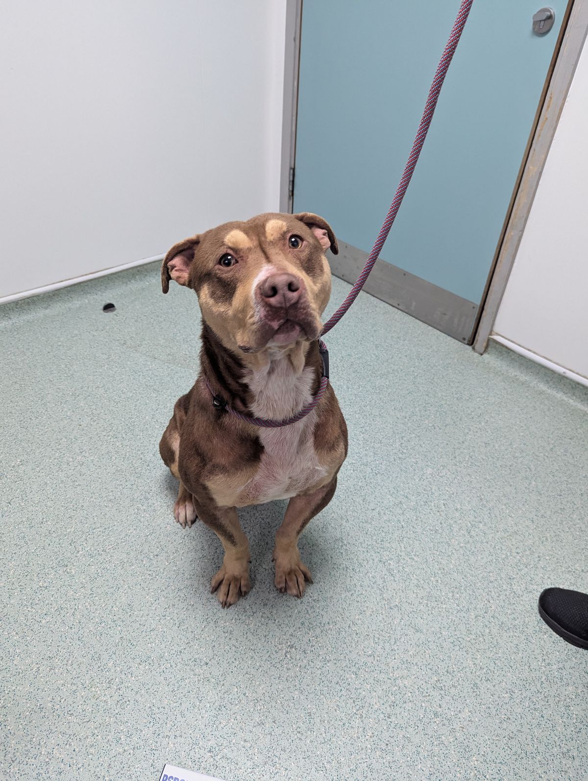 Ten year animal ban for Walsall man filmed screaming at and beating his dog