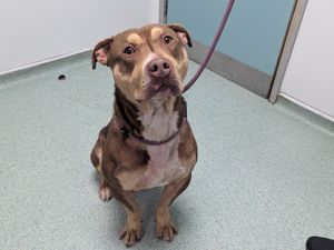 Supporting image for story: Ten year animal ban for Walsall man filmed screaming at and beating his dog