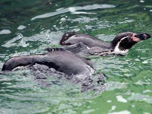 Supporting image for story: West Midlands weather: Top outdoor attractions to visit as temperatures set to reach 93F