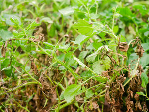 Supporting image for story: Vegetation clearance begins in Shropshire despite lack of volunteers