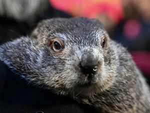 Supporting image for story: Punxsutawney Phil’s babies have been named Shadow and Sunny