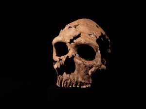 Supporting image for story: Neanderthal skull is pieced back together as part of Netflix documentary