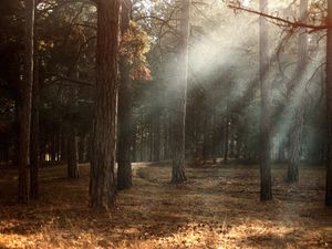 Supporting image for story: Meetings on bid to restore wild woodland to Shropshire