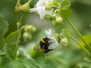 Supporting image for story: New pesticide could pose danger to bumblebee colonies