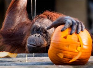 Supporting image for story: Get involved with Halloween half-term fun at Dudley Zoo