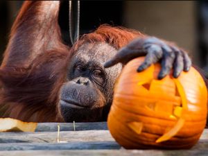 Supporting image for story: Get involved with Halloween half-term fun at Dudley Zoo