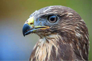 Supporting image for story: Dudley Zoo welcomes new arrival