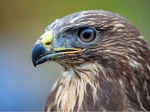 Supporting image for story: Dudley Zoo welcomes new arrival