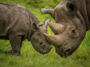 Supporting image for story: Chester Zoo steps up global conservation