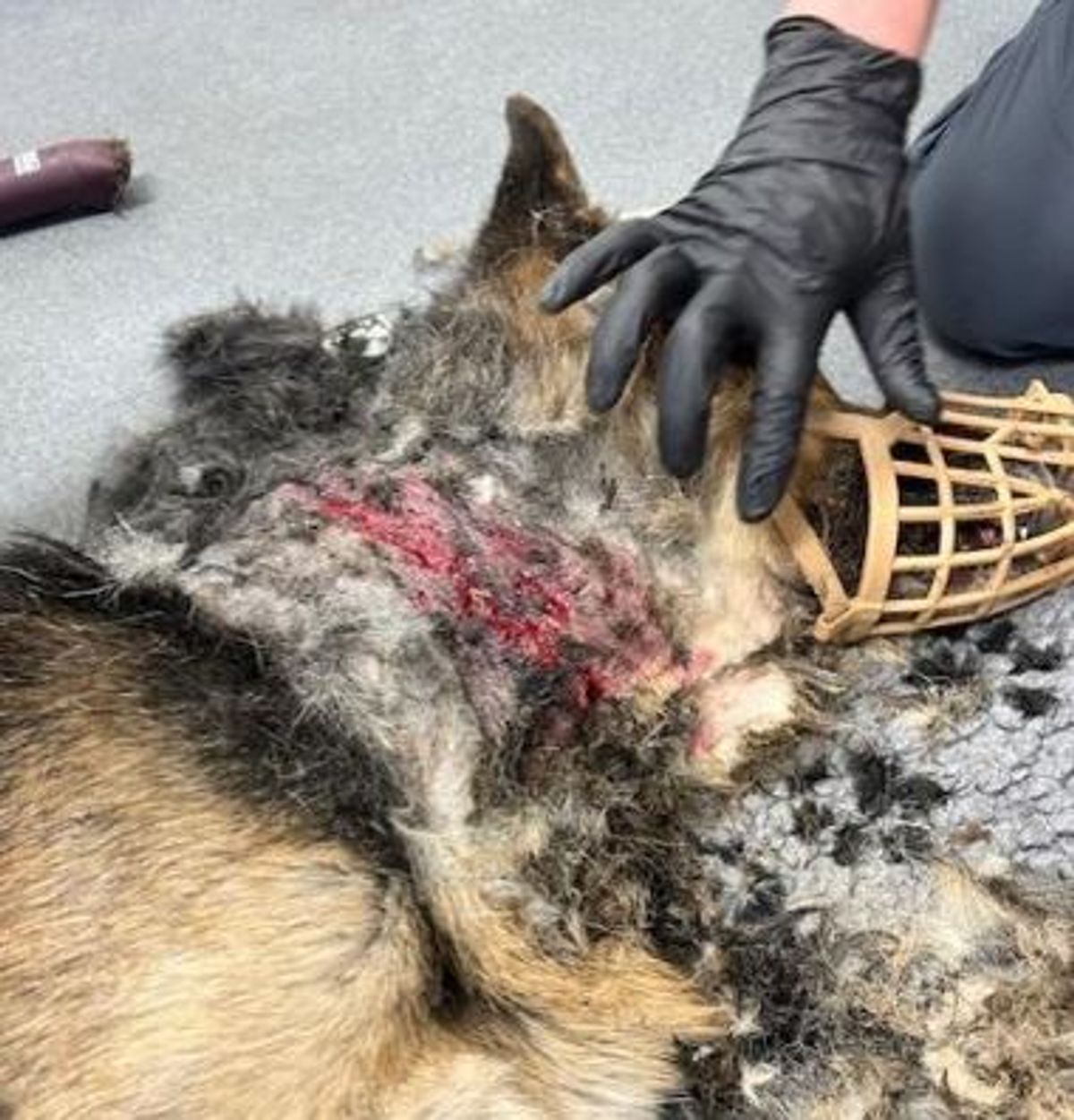 Mac suffered horrendous injuries from this barbaric collar - Security dog handler from Birmingham banned from keeping animals after dog suffered heartbreaking injury
