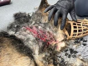 Supporting image for story: 'Mac suffered horrendous injuries from this barbaric collar' - Security dog handler from Birmingham banned from keeping animals after dog suffered 'heartbreaking' injury