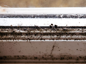 Supporting image for story: Shropshire tenants urged not to 'suffer in silence' with damp and mould this winter
