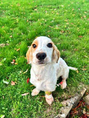 Rosco required treatment for internal bleeding