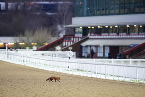 A fox crosses the track at Wolverhampton Racecourse. Picture date: Tuesday January 6, 2026. PA Photo. Photo credit should read: David Davies/PA Wire.RESTRICTIONS: Use subject to restrictions. Editorial use only, no commercial use without prior consent from rights holder.