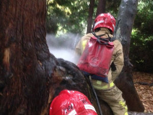 Supporting image for story: Crews tackle tree on fire in Telford woods