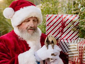 Supporting image for story: 'Spotacus' ready to take centre stage at exotic zoo for Christmas