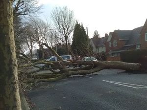 The fallen tree in Jeffcock Road. Photo: Carl Williams